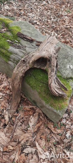 Дрифтвуд полено