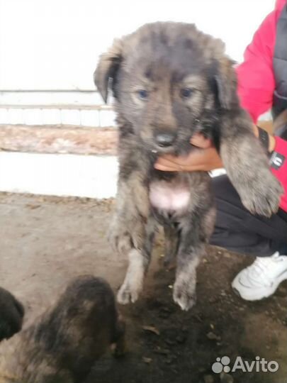 Щенки в добрые руки