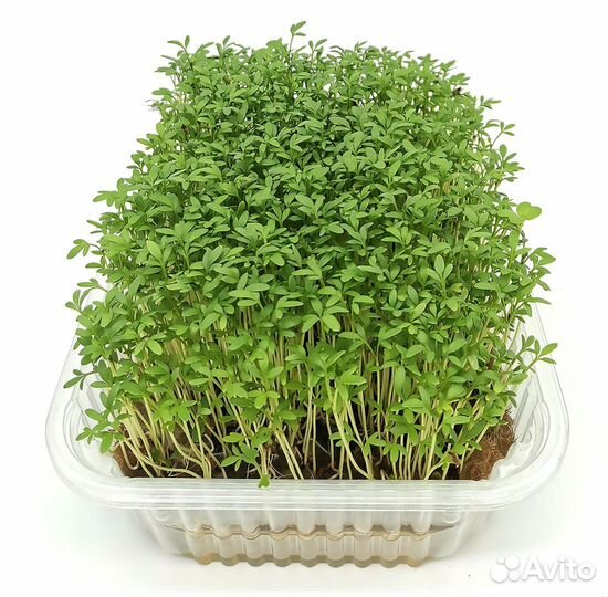 Микрозелень кресс-салат