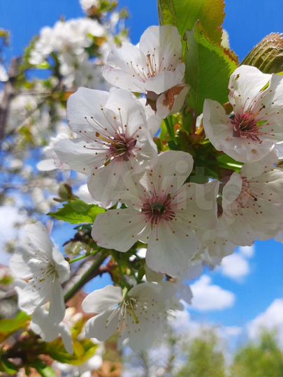 Коттедж 256 м² на участке 26 сот.