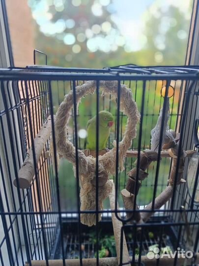 Ожереловый попугай мальчик ищет дом