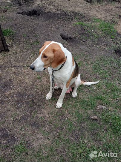 Щенки русской гончей