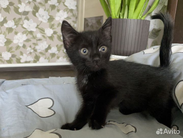 Отдам котенка в добрые руки