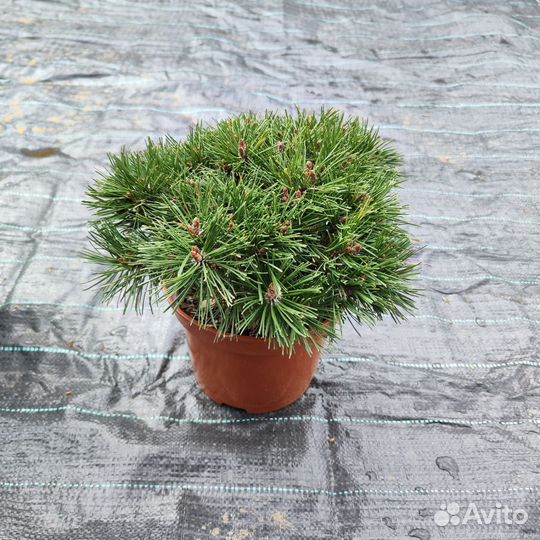 Сосна горная Мопс, горшок с5