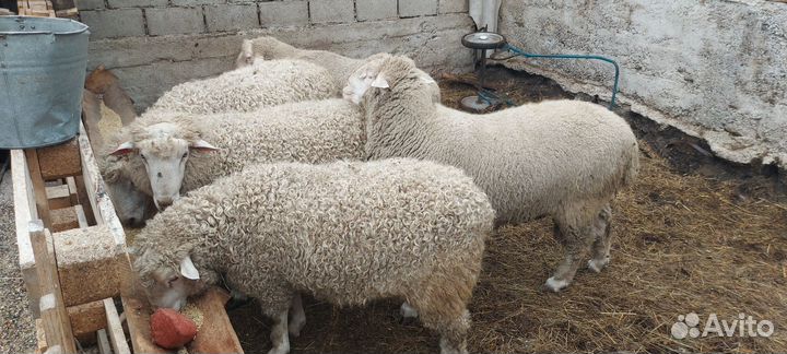 Бараны линкольн,мериноланд
