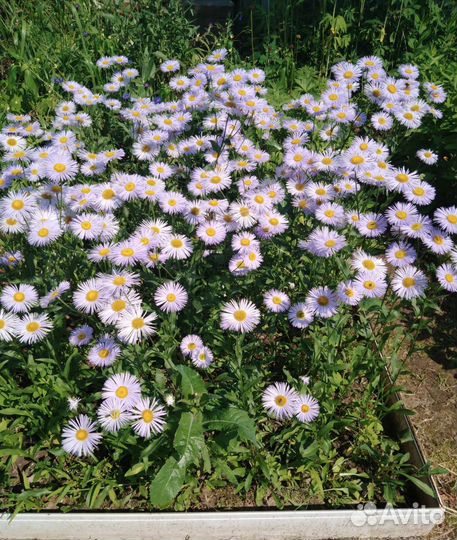 Эригерон - многолетник на посадку