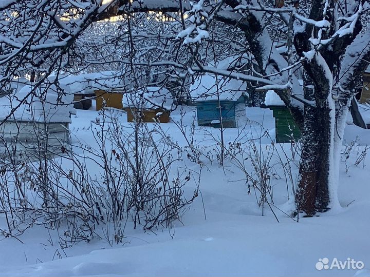 Ульи Лазутина, Владимирские