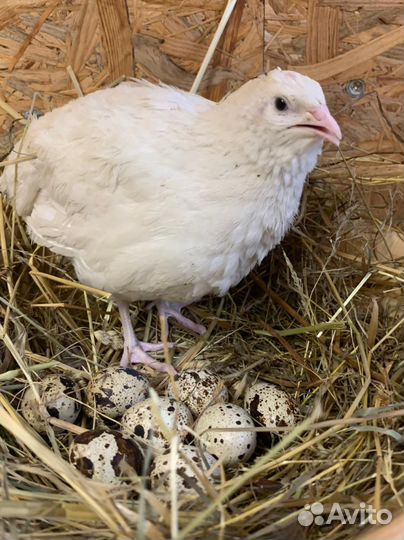 Инкубационное яйцо перепелиное