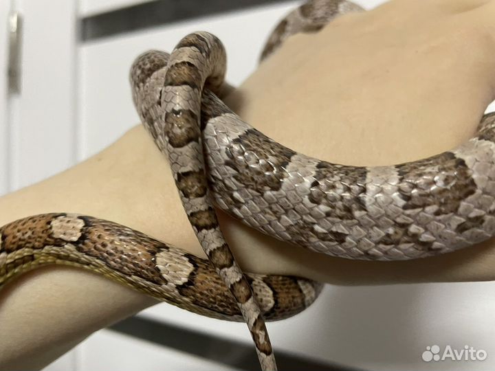 Продаются полозы