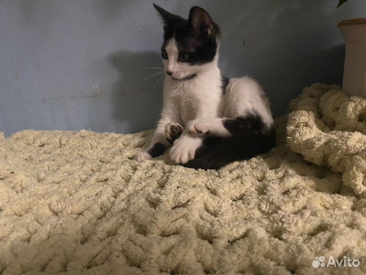 Котенок девочка бесплатно
