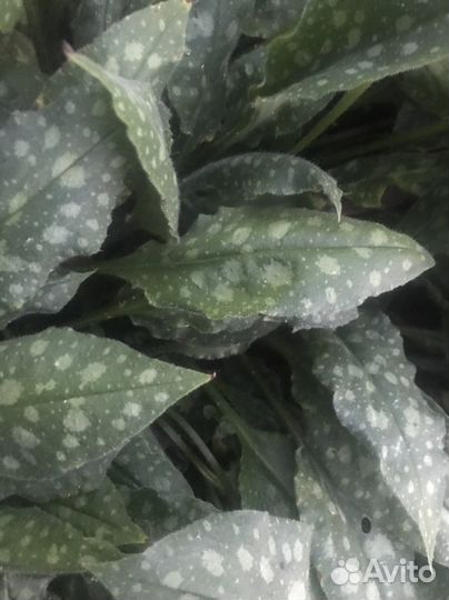 Многолетние Цветы.Гортезия Стронг Анабель