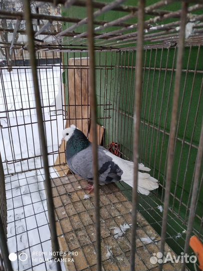 Пермские и Старокамские голуби - молодежь