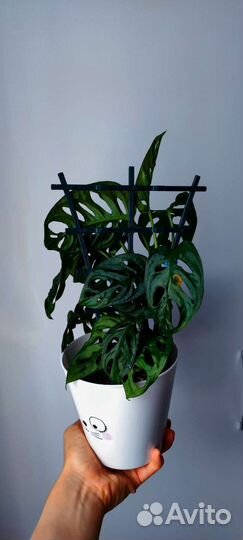 Монстера Манки