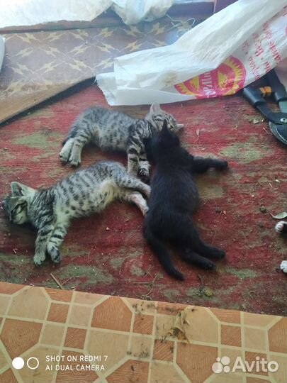 Кошка в дар бесплатно
