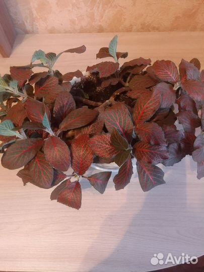 Фиттония комнатное растение