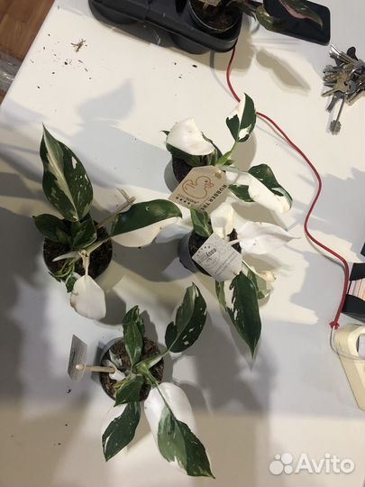 Филодендрон вайт wizard