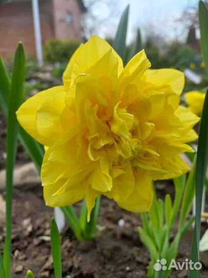 Луковицы нарциссов