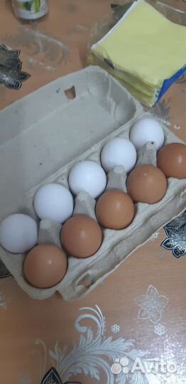 Домашние куриные яйца