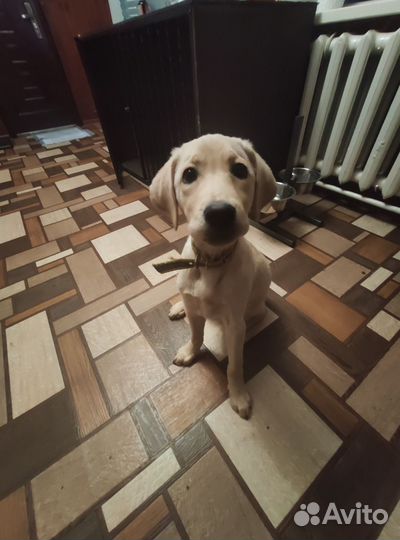 Лабрадор (девочка)