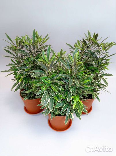 Дизиготека Bianca