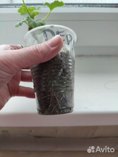 Пеларгония герань сортовая Ред Пандора