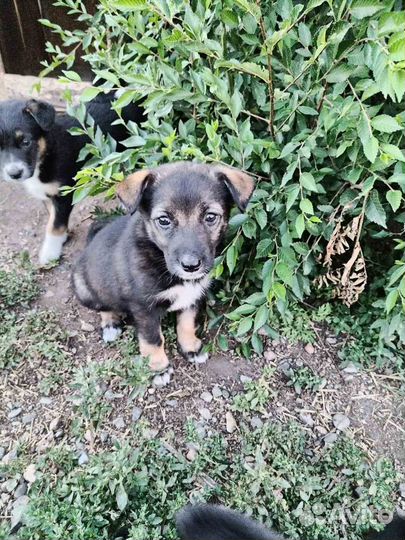 Щенки девочки