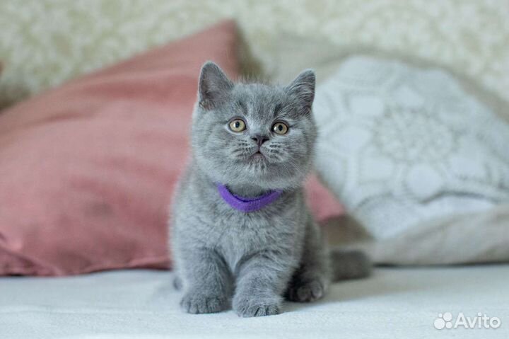 Британские котята