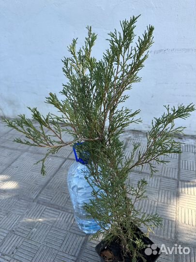 Можжевельник казацкий