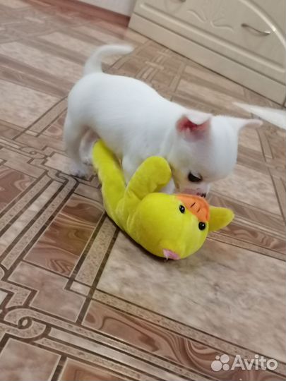 Щенок чихуахуа мальчик