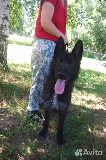 Энергичная Бакси