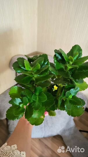 Каланхоэ жёлтый