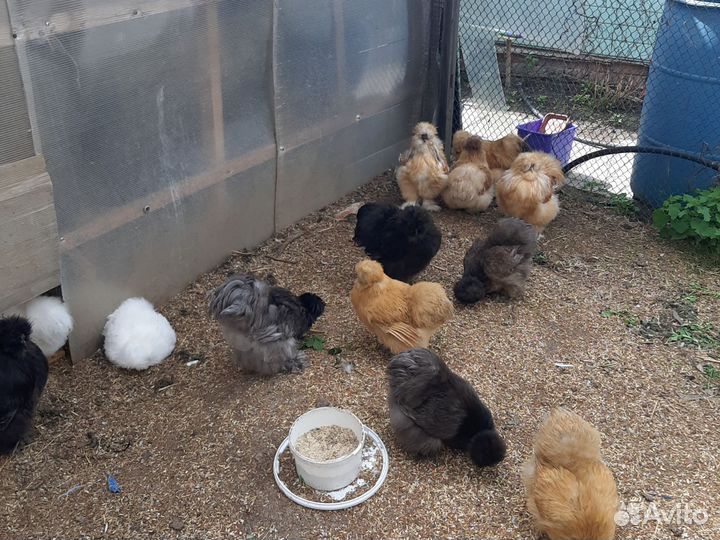 Петух китайский шелковый