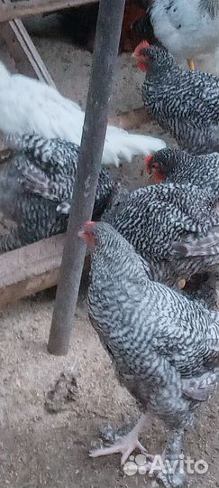 Пушкинские, мехеленская кукушка, голошейки