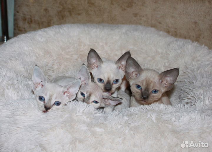 Котята девон-рекс