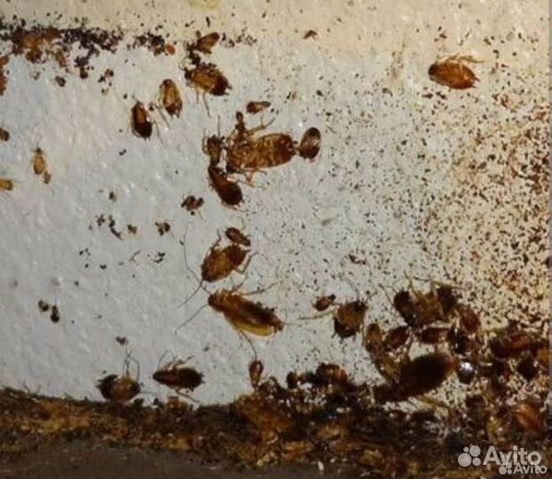 Уничтожeние тapаканoв, клопов, мышей, запахи сэс