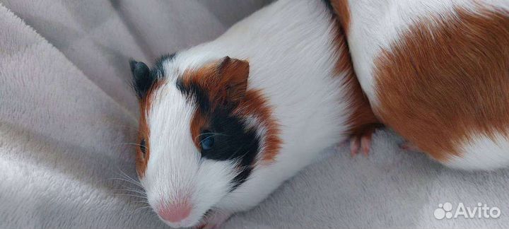 Морская свинка мальчик