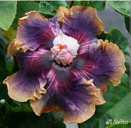 Гибискус китайская роза,сортовой