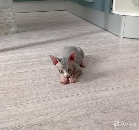 Канадский сфинкс котенок мальчик