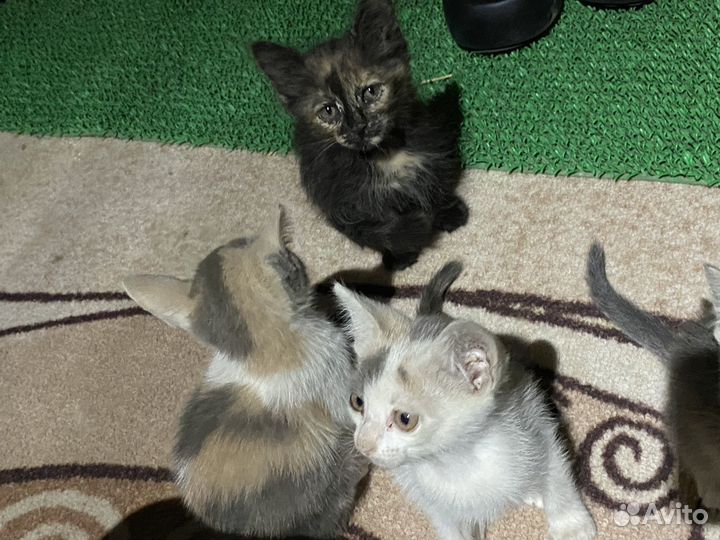 Котята в добрые руки