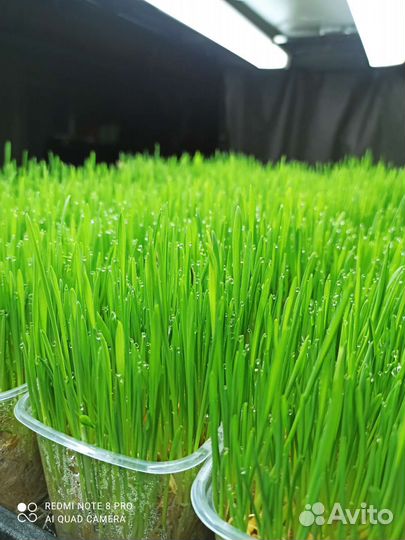 Трава для животных