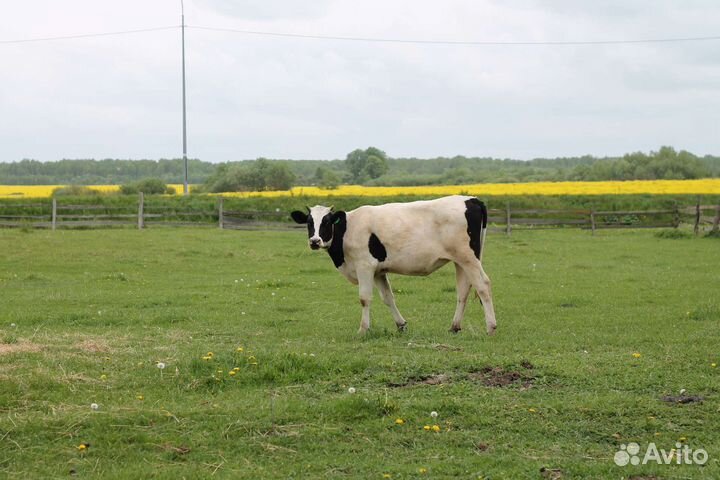 Тёлка тёлочка корова