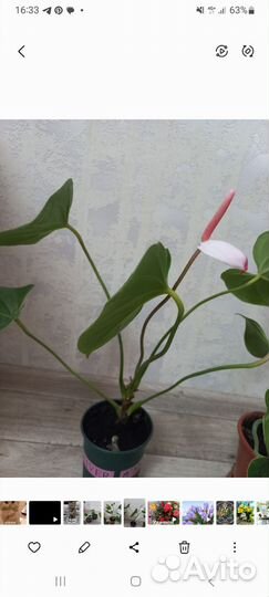 Антуриум ред