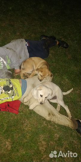 Собака в добрые руки отдам бесплатно