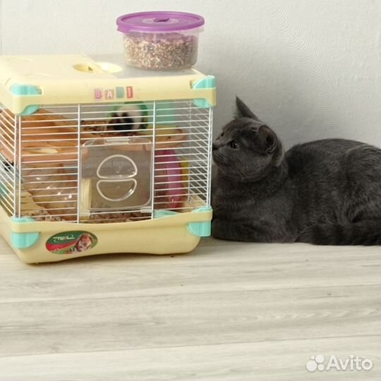 Кошка в дар