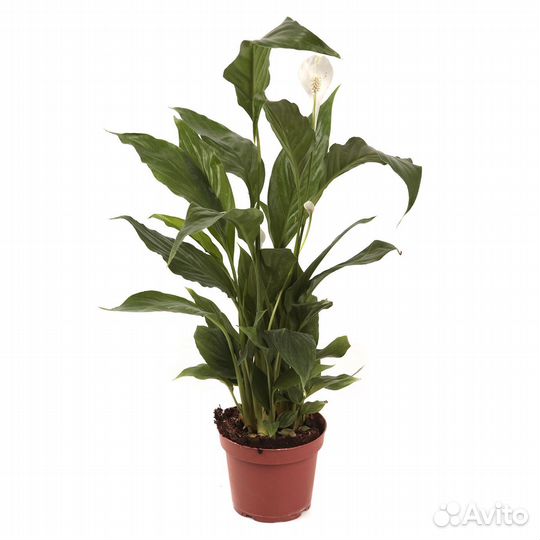 Растения для гостиной