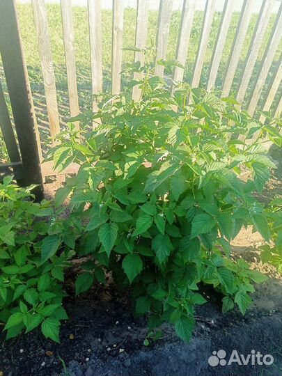 Саженцы ремонтантной малины