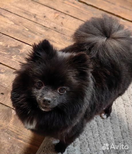 Померанский шпиц