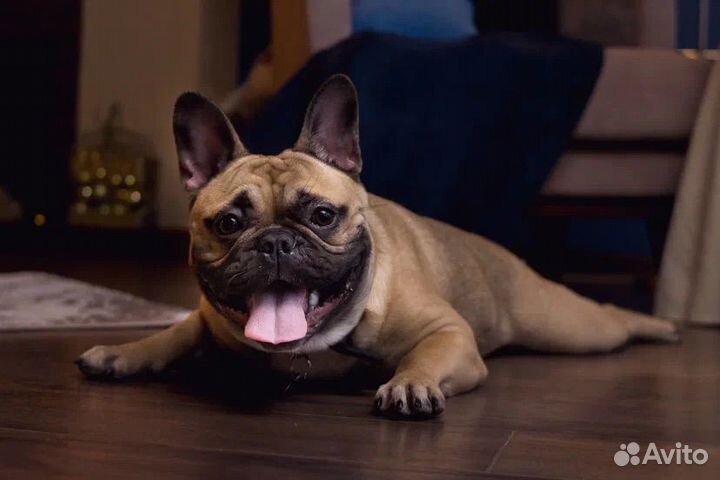 Французский бульдог кобель вязка