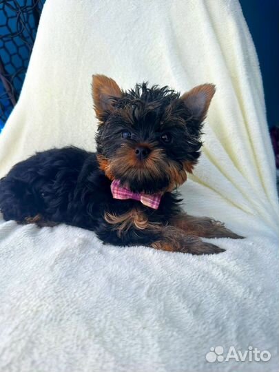 Йоркширский терьер щенки девочки