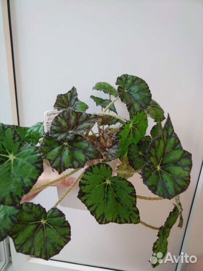 Бегония тигровая Бауэра